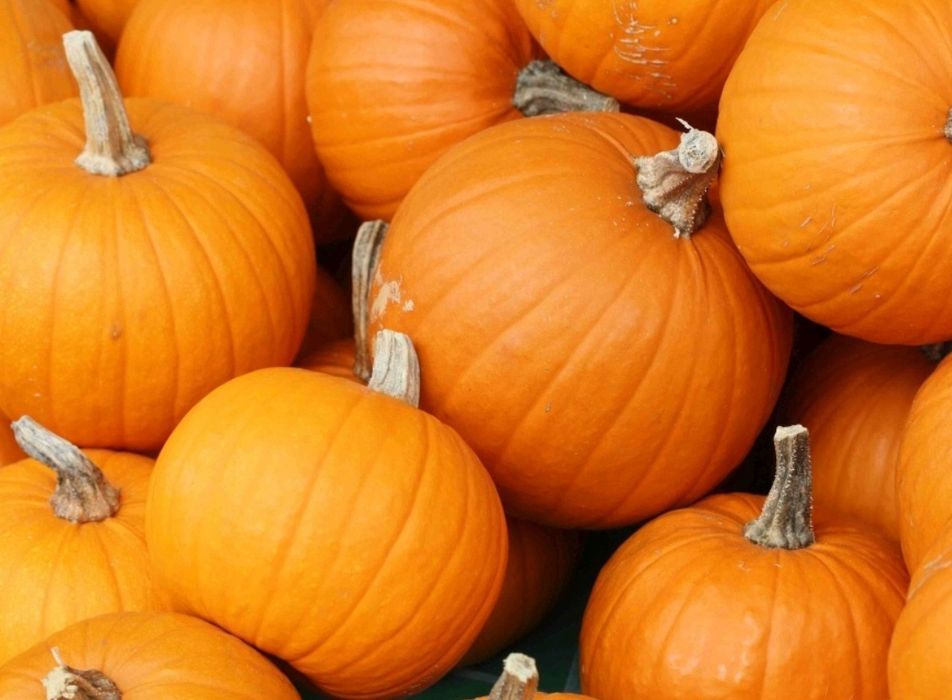 Dynia Olbrzymia BAMBINO (Cucurbita Maxima Duchesne) nasiona 20 sztuk