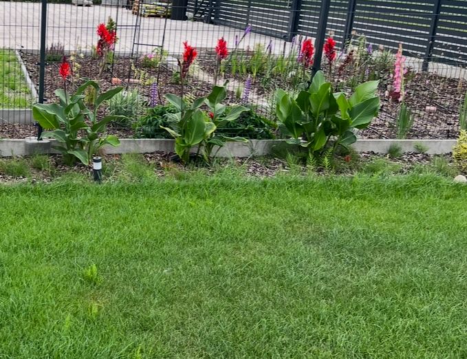 Kanna paciorecznik czerwona