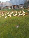Sprzedam kaczki Pekin