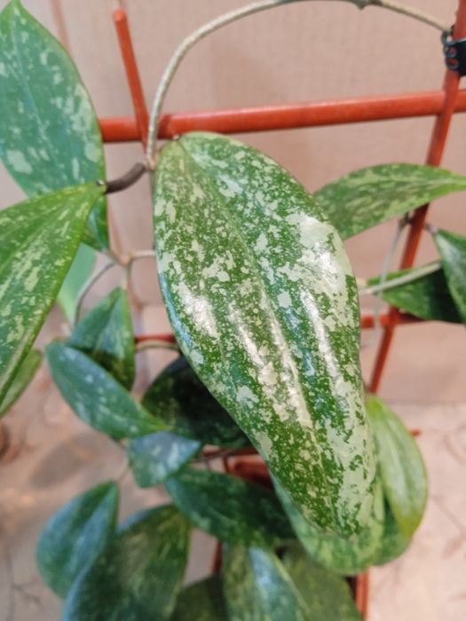 Хойї сортові зрізи