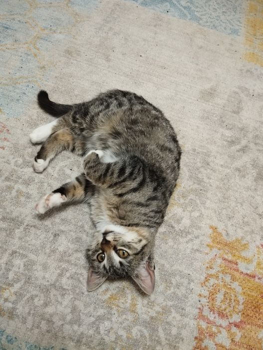 Котик хлопчик в добрі руки