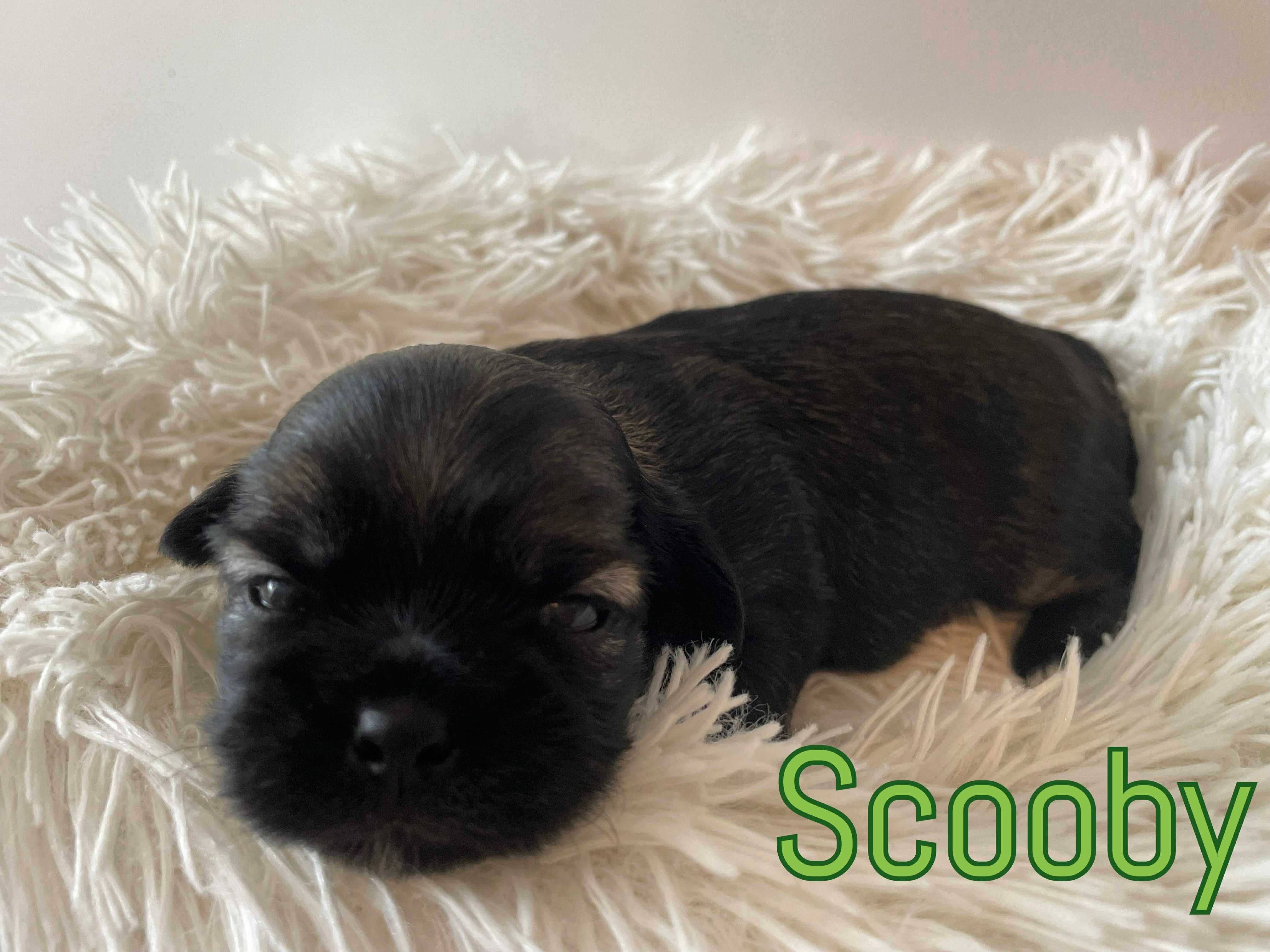 Shih tzu z rodowodem Scooby