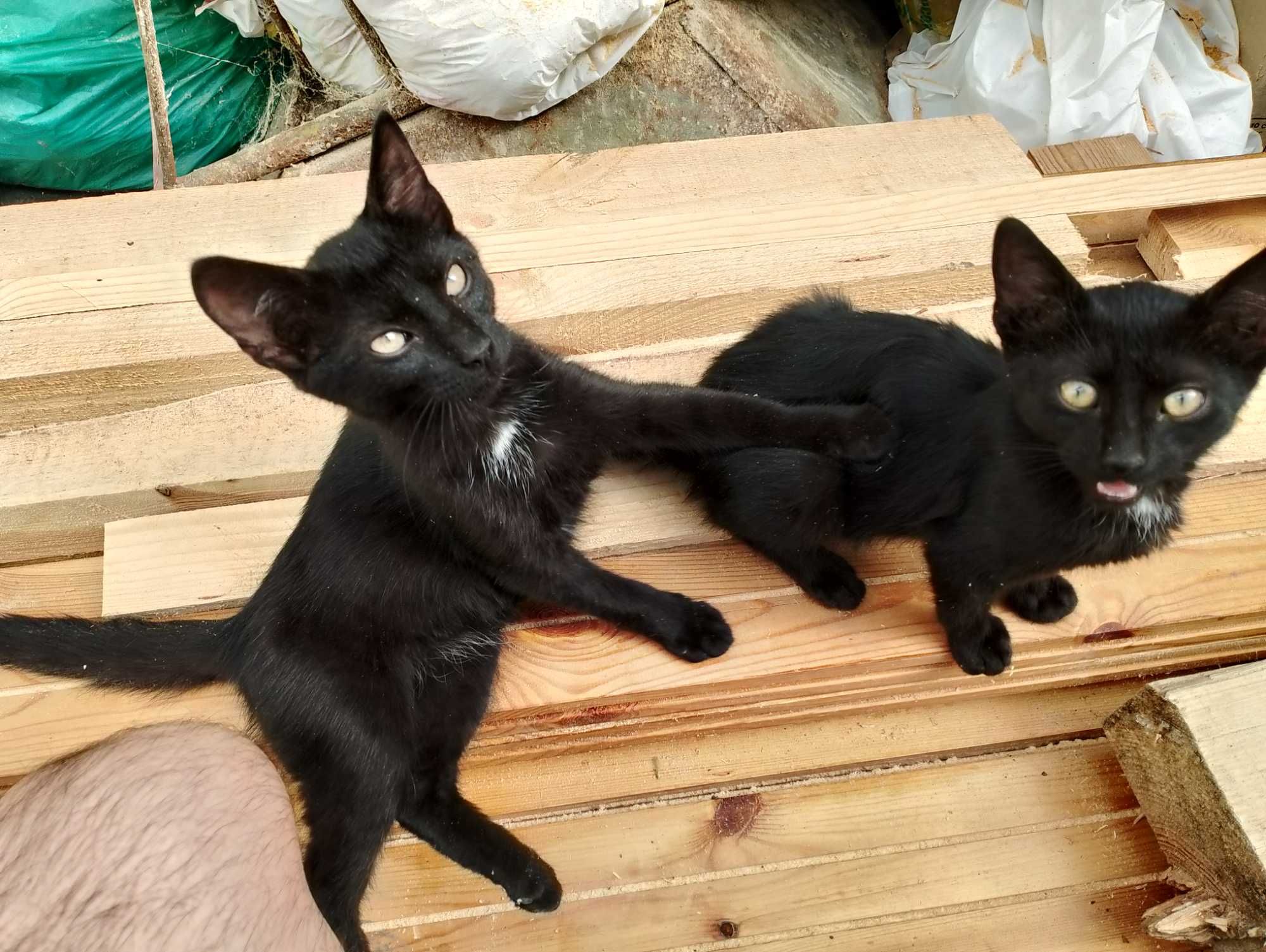 Котик чорний в добрі руки