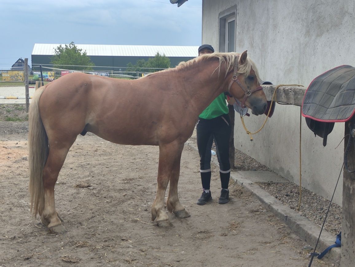 Ogier Haflinger Birbal Familia