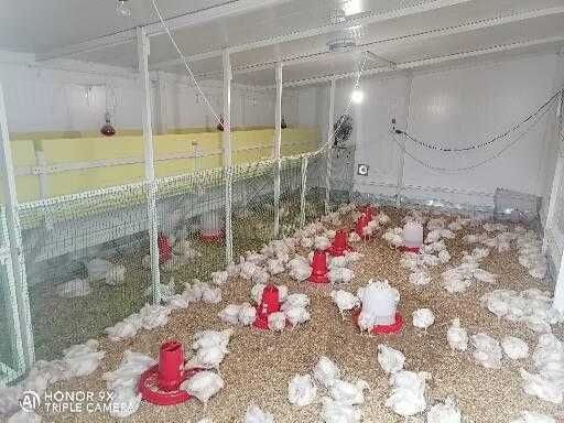 Курчата  950-1050 грам на відрощення.