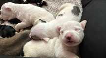 American staffordshire terrier - amstaff