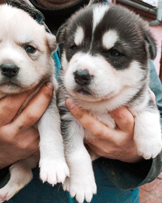 Сибірський хаскі: цуценята