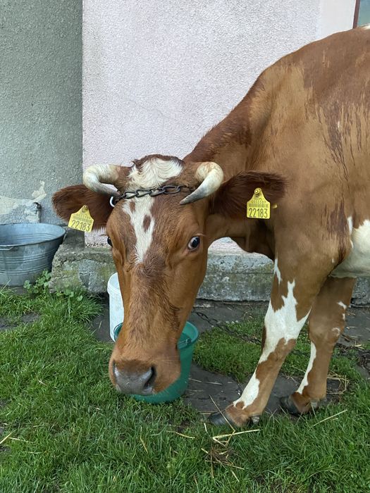 Czteroletnia krowa mleczna dwa miesiące po wycieleniu