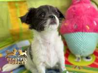 Suczka Chihuahua