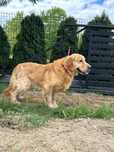 Reproduktor Golden retriever