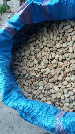 bób nasiona Bachus, zbiór 2021 przebierany ręcznie