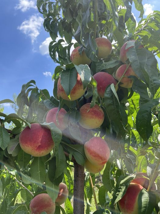 Саджанці персика та абрикосу / Саженцы плодовых / Опт