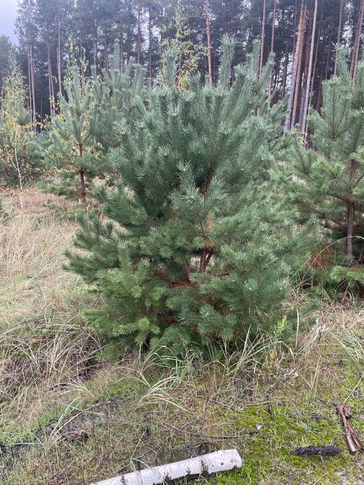 Сосна , ялинка новорічна оптом, звичайна , кримська