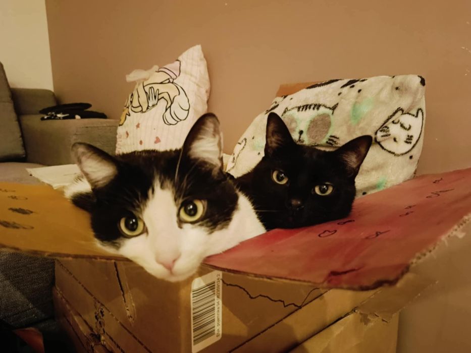 Czarny biały kot kotek kocurek