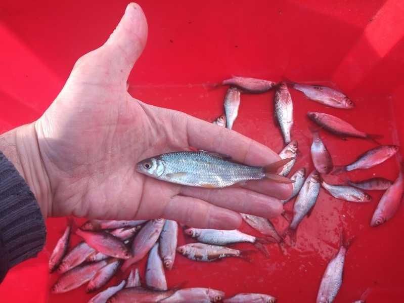 Płoć na żywca, zarybienie