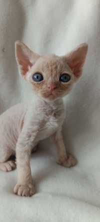 Devon rex kocurek FPL