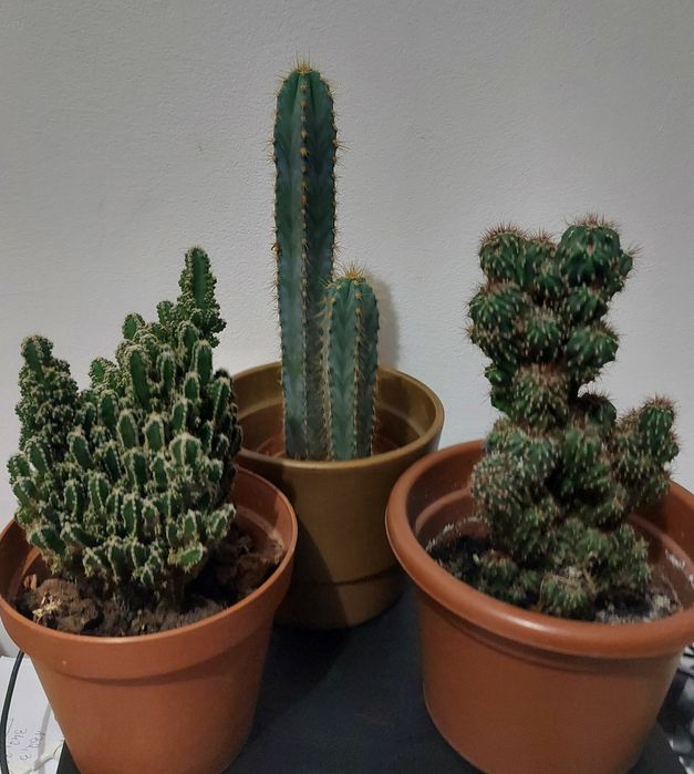 kaktusy różne sekulenty