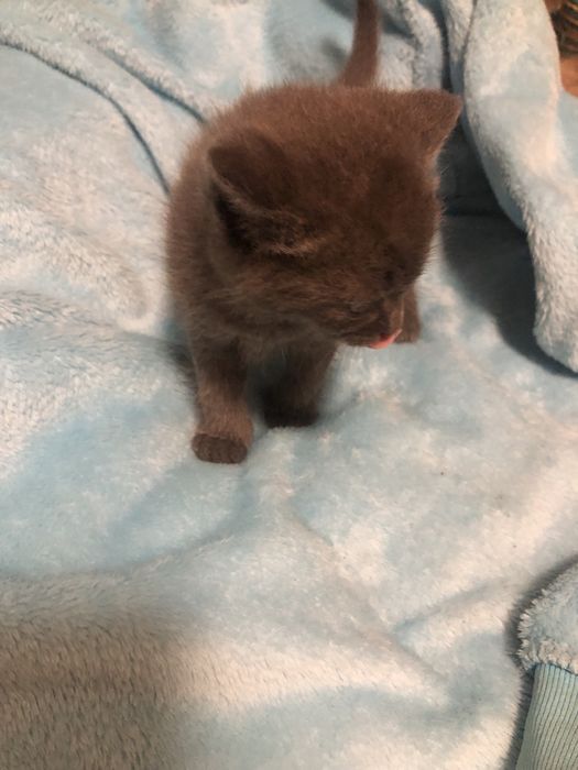 Хлопчик  котик  сірий( подарунок на Миколая)