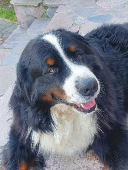 Oddam w dobre ręce.