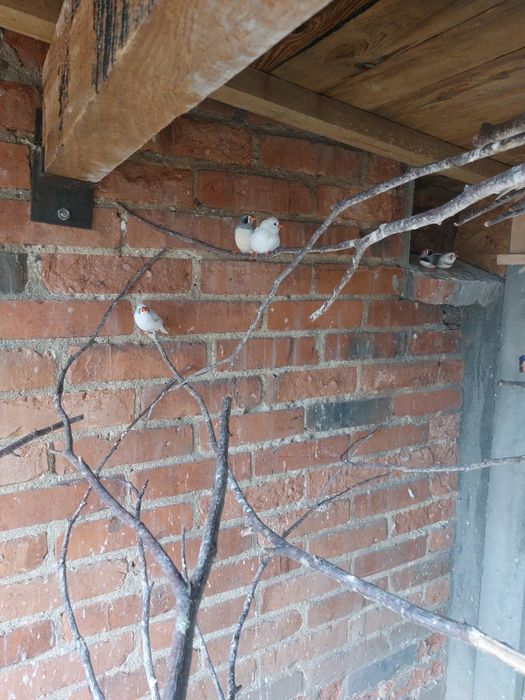 Młode nimfy I zeberki