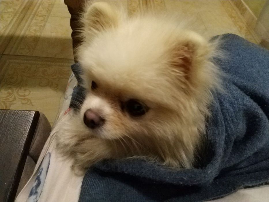 Перетримка собачок та котиків