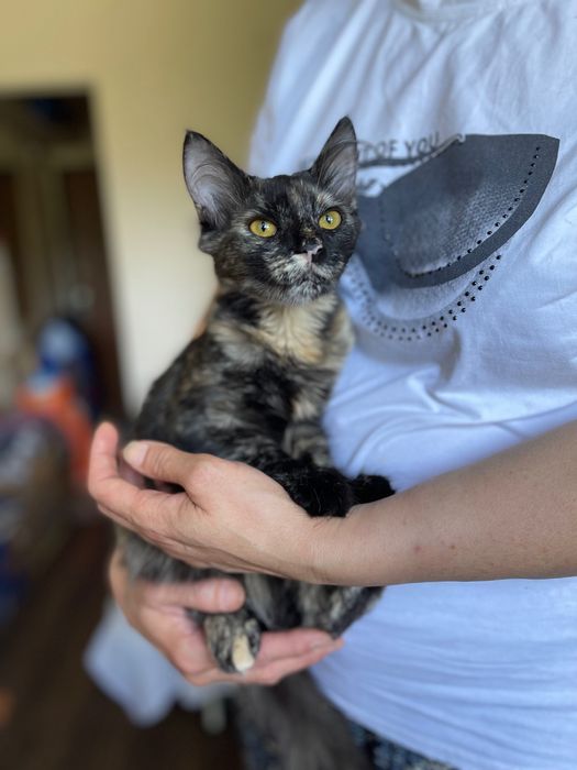 Котята отдам котенок девочка