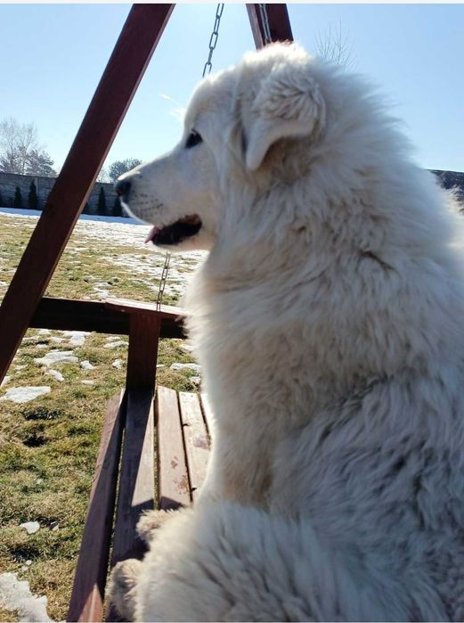 Owczarek podhalański x labrador - szczeniaczki gotowe na grudzień