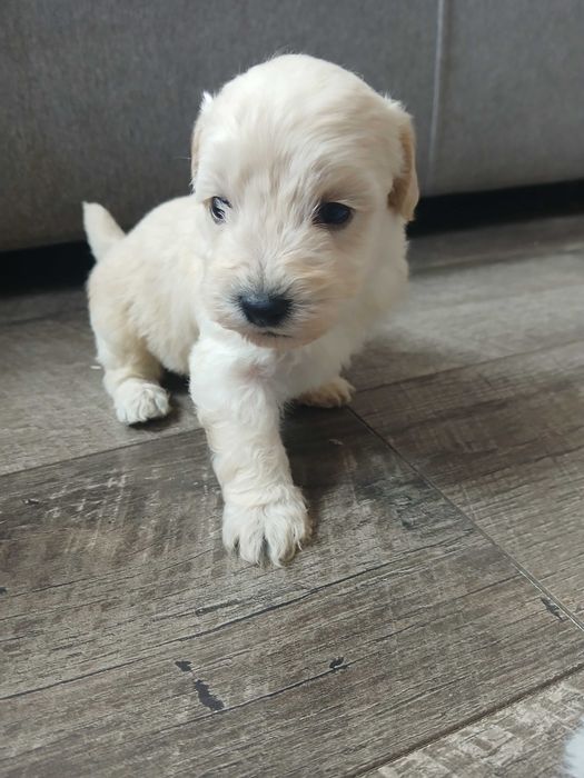 Szczeniaczek maltipoo