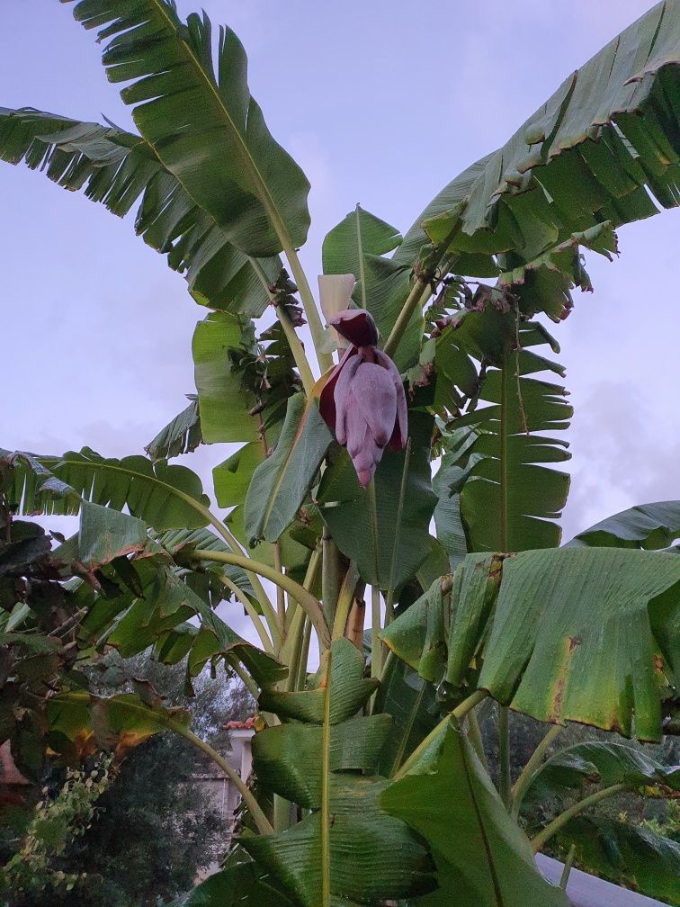 Bananeira com 3 metros de altura