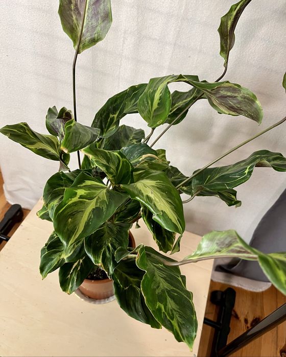 Calathea 'Confusion Electric Shock' wysokość 75 cm