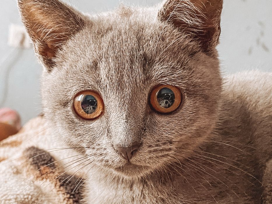 Шатландский кот