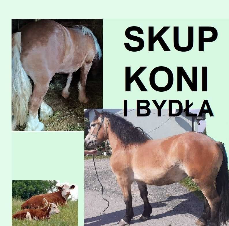 SKUP Bydła Koni Żywca !UBÓJ! Krowy,Krowa,Byk,Byków,Konie,Koń