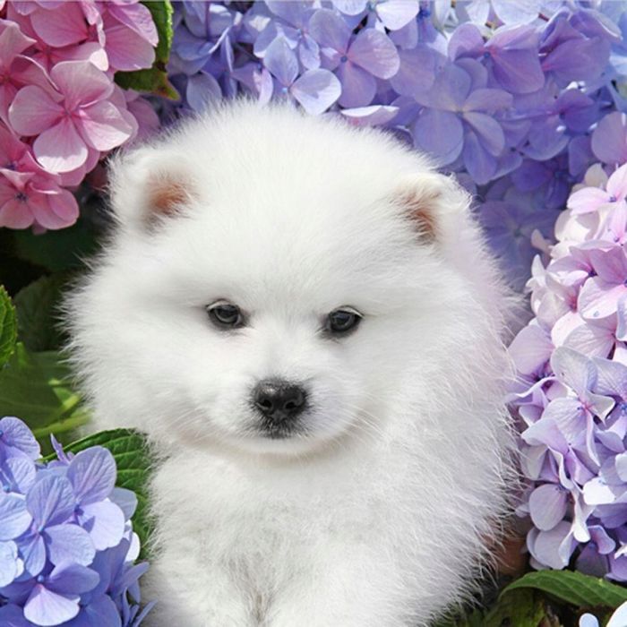 Malowanie po Numerach Pies Piesek Samoyed Obraz z Ramą