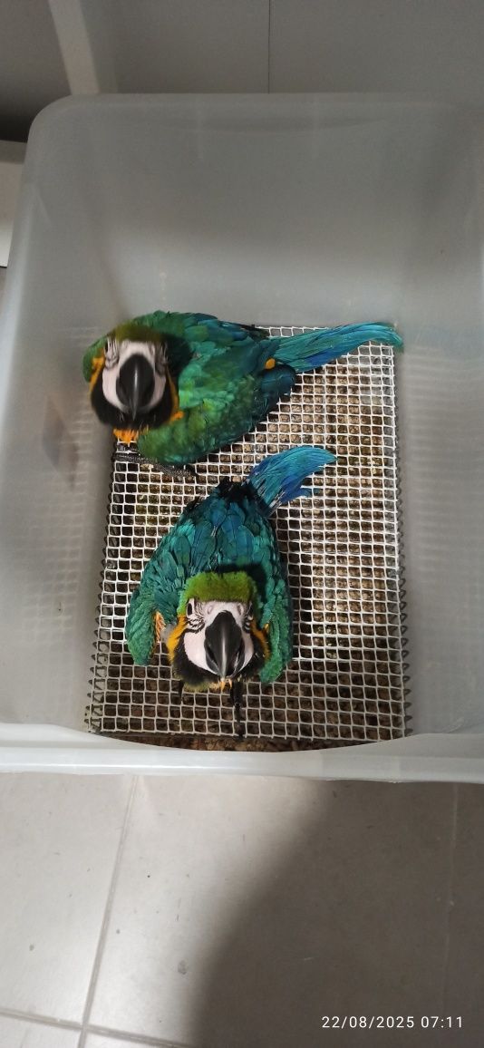 Arara    araruna