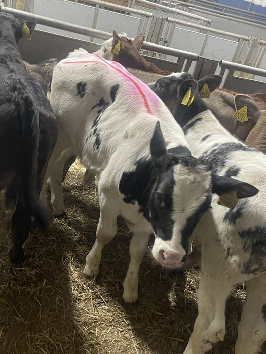 Sprzedam cielaki transport  cała Polska Wocławek