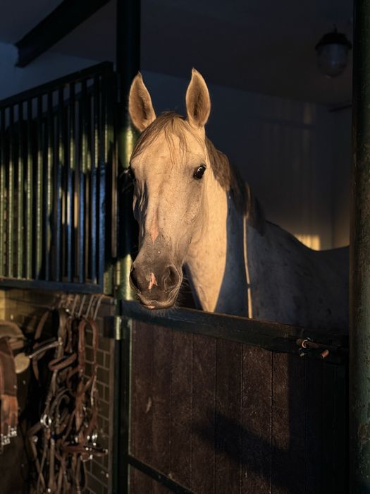 Klacz skokowa z olimpijskim rodowodem - rodzeństwo  na poziomie 150cm