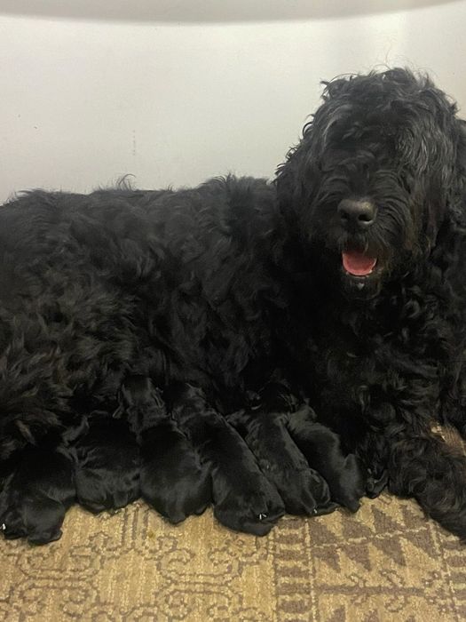 Щенки різен-шнауцер народженні 01.11.2025