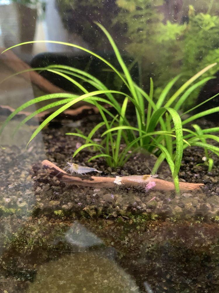Krewetki white pearl