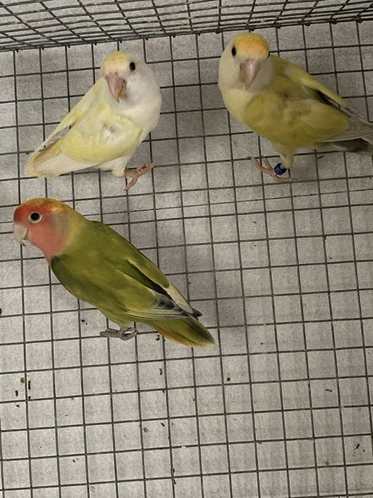 Agapornis roseicollis reprodutores