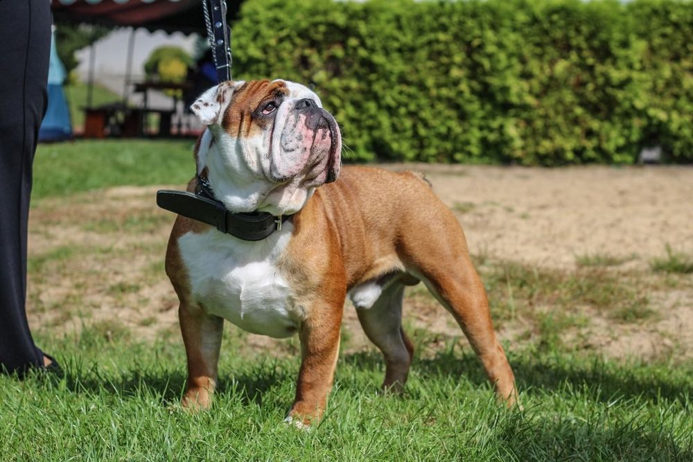 Buldog Angielski Reproduktor, krycie