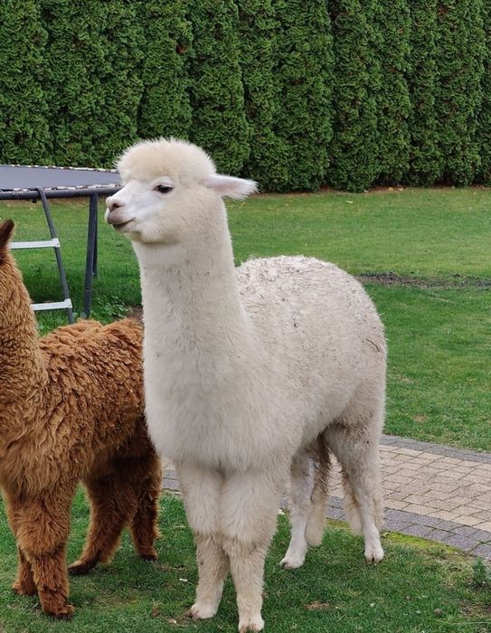 Młoda samica alpaki