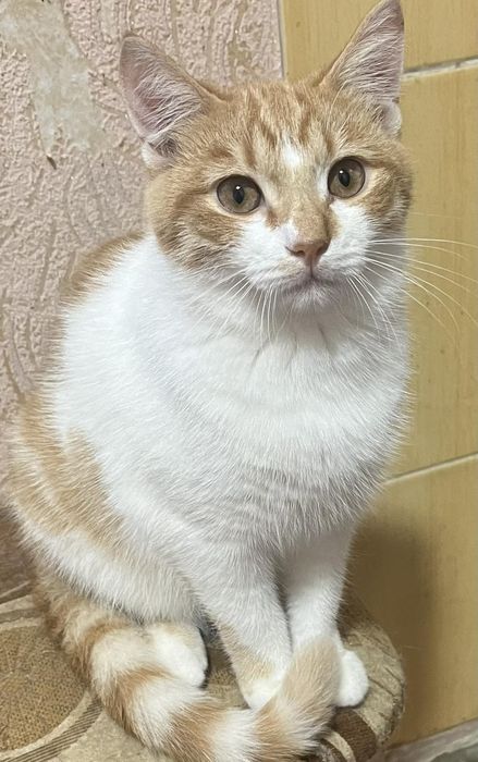 В хорошие руки котик