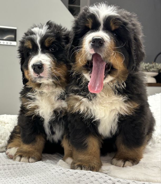 Berneński pies pasterski ZHPR UCI