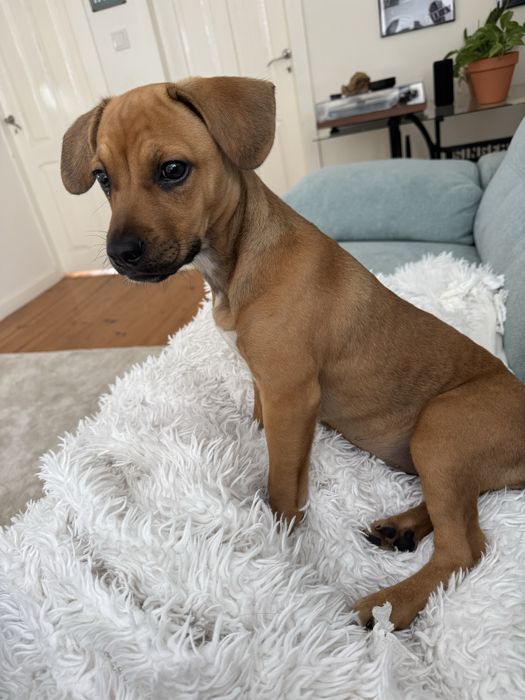 Leão da rodesia para adocão responsável