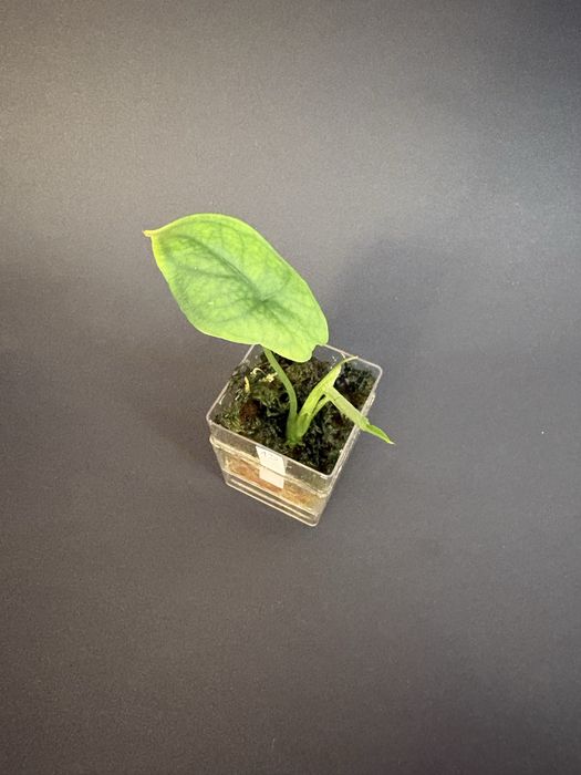 Alokazja - nadwyżki - gęsto!