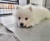 Samoyed szczeniak piesek