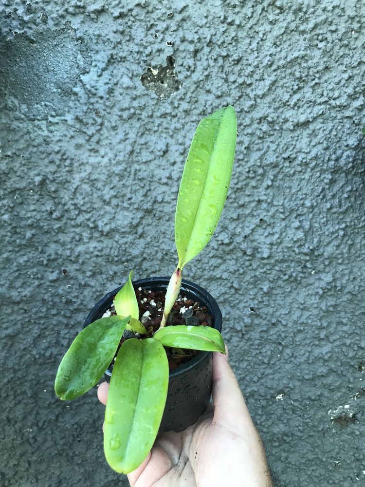 Orquídea Cattleia Blc. Hsinying Flash 'Fire Flame'