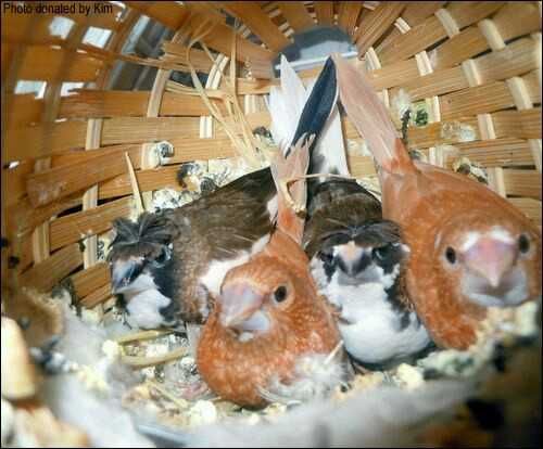 Bengalins sexados boas amas