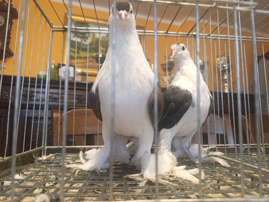 Lahor, lahory, gołębie ozdobne, wysyłam