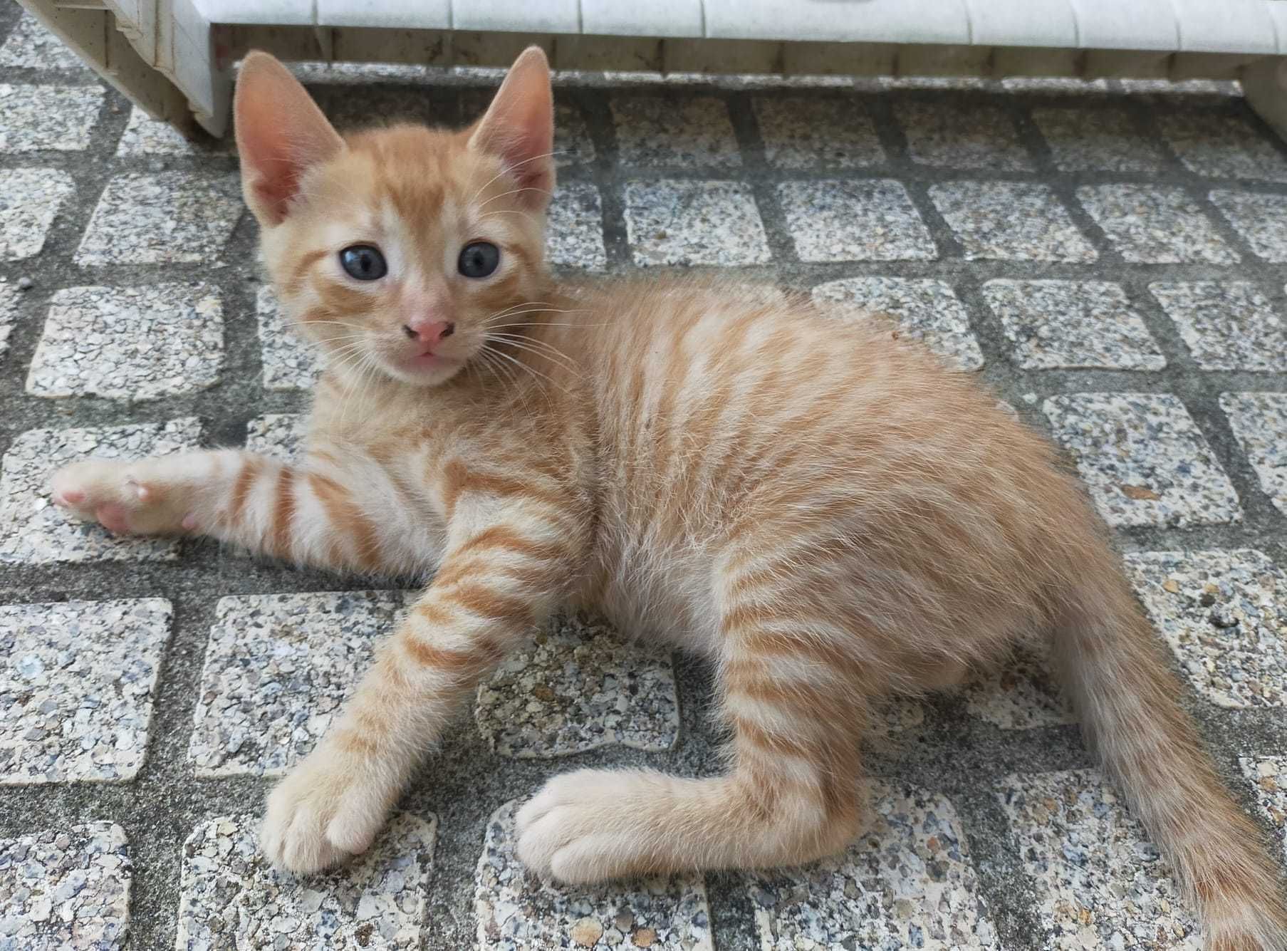 Gatinhos para adoção responsável